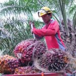 Jelang Lebaran, Harga Kelapa Sawit Mitra Plasma Minggu Ini Jadi Rp3.886 per Kg
